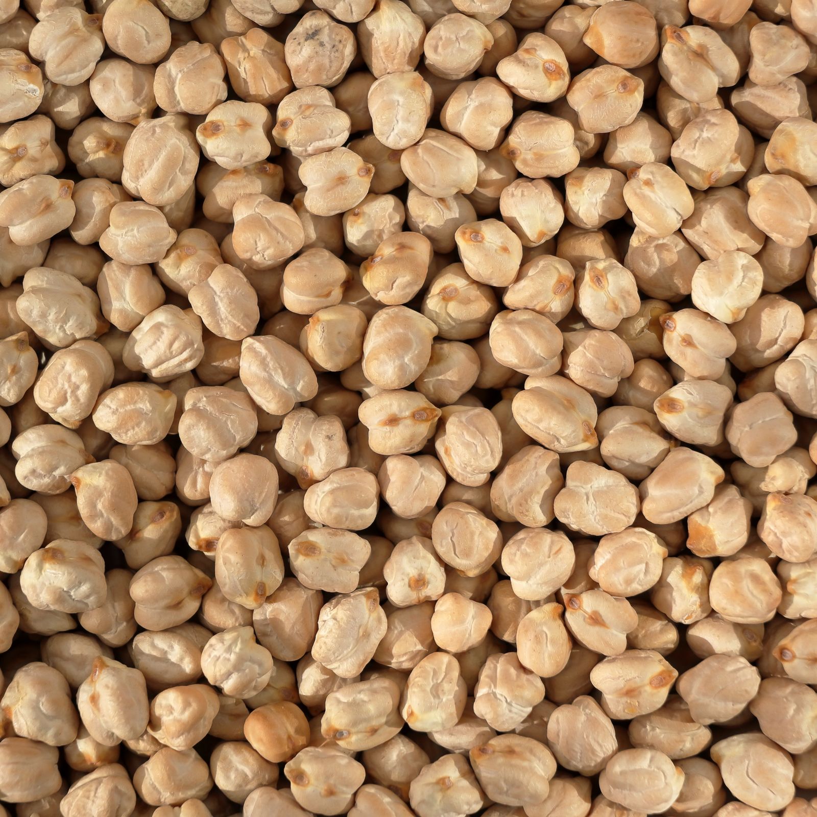 Garbanzos servidos en plato para ensalada